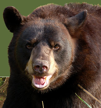 Black Bear Black Bear