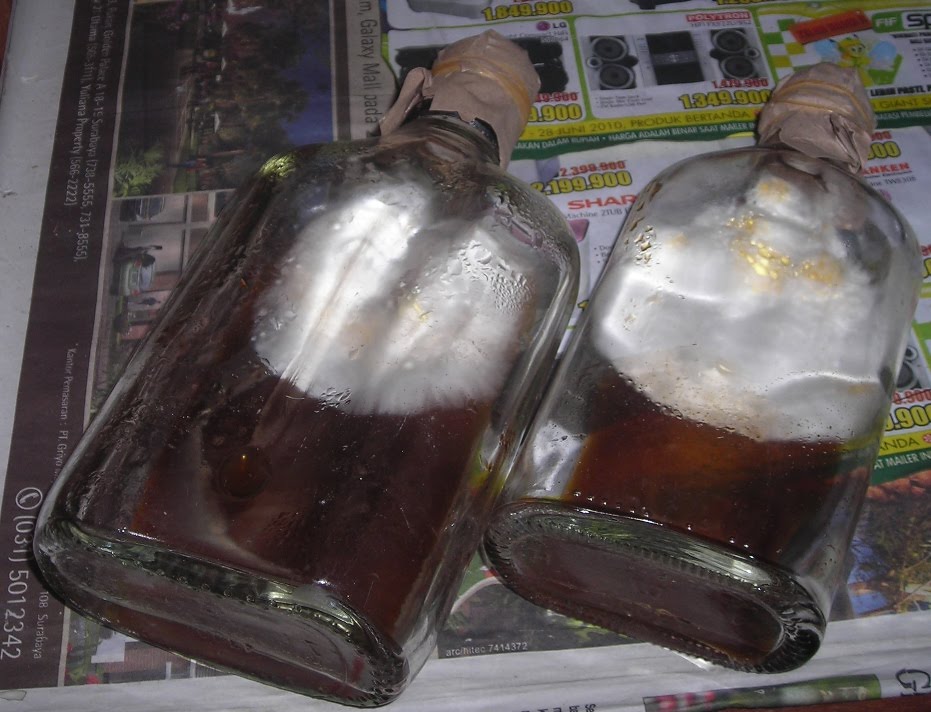 Bibit Jamur Tiram