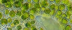 Chlorella sorokinana alga