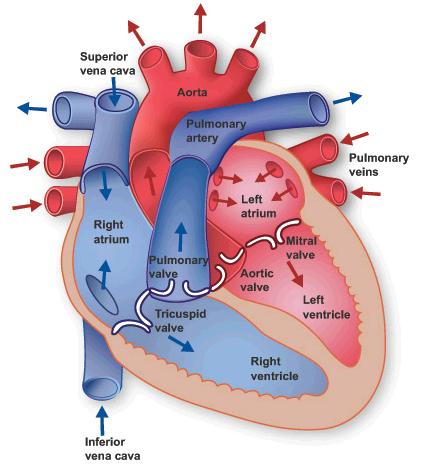 human veins and arteries diagram. cat veins and arteries diagram