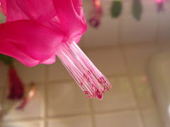 An Amazing Piece: Christmas Cactus for Valentine's!
