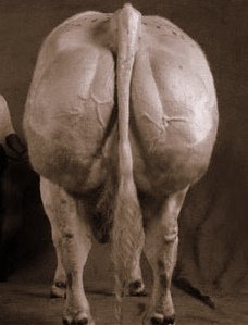 [belgian-blue-front-back.jpg]