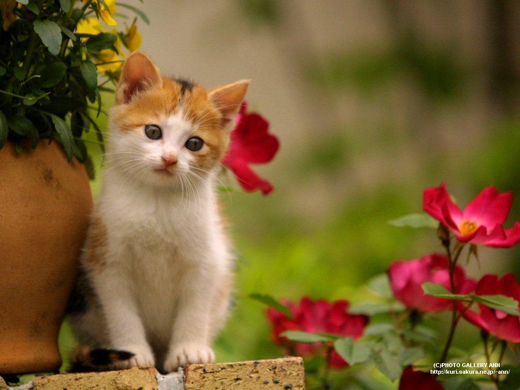 Gambar Kucing Lucu | Gambar-Gambar Keren