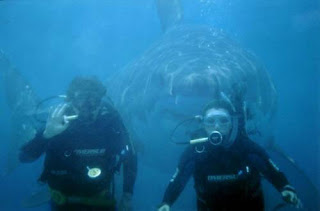 Scuba License