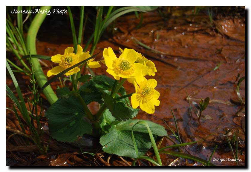 Juneau Alaska Photo Marsh Marigold