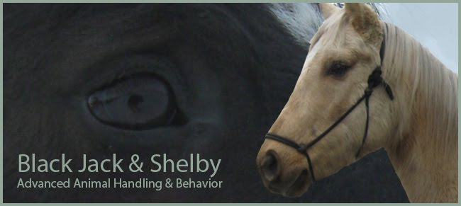 Black Jack & Shelby in Advanced Animal Handling & Behavior