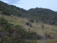 Bosque Seco de Guánica