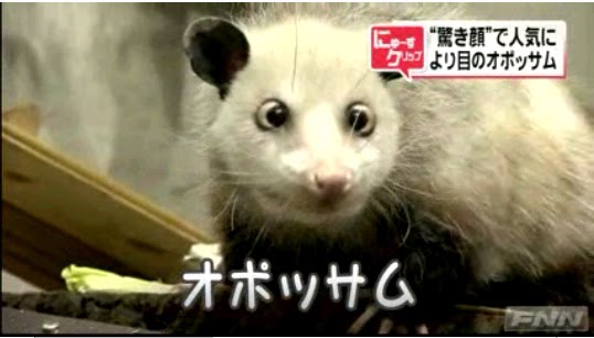ウルフドッグ yamatoパック 寄り目の オポッサム ウルフドッグ yamatoパック 寄り目の オポッサム