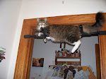 Eddie Ray Cat