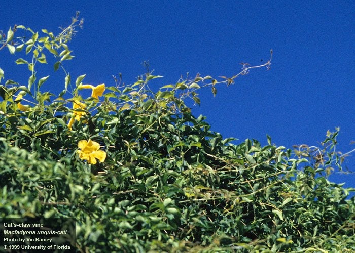Native Plants From Alabama Cat's Claw Vine