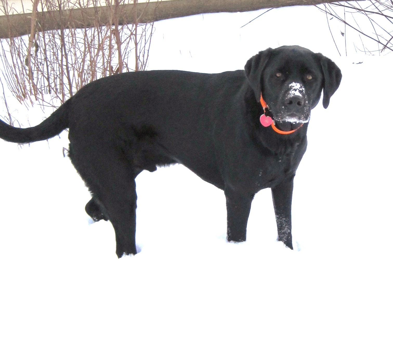 [snowy+nose.jpg]