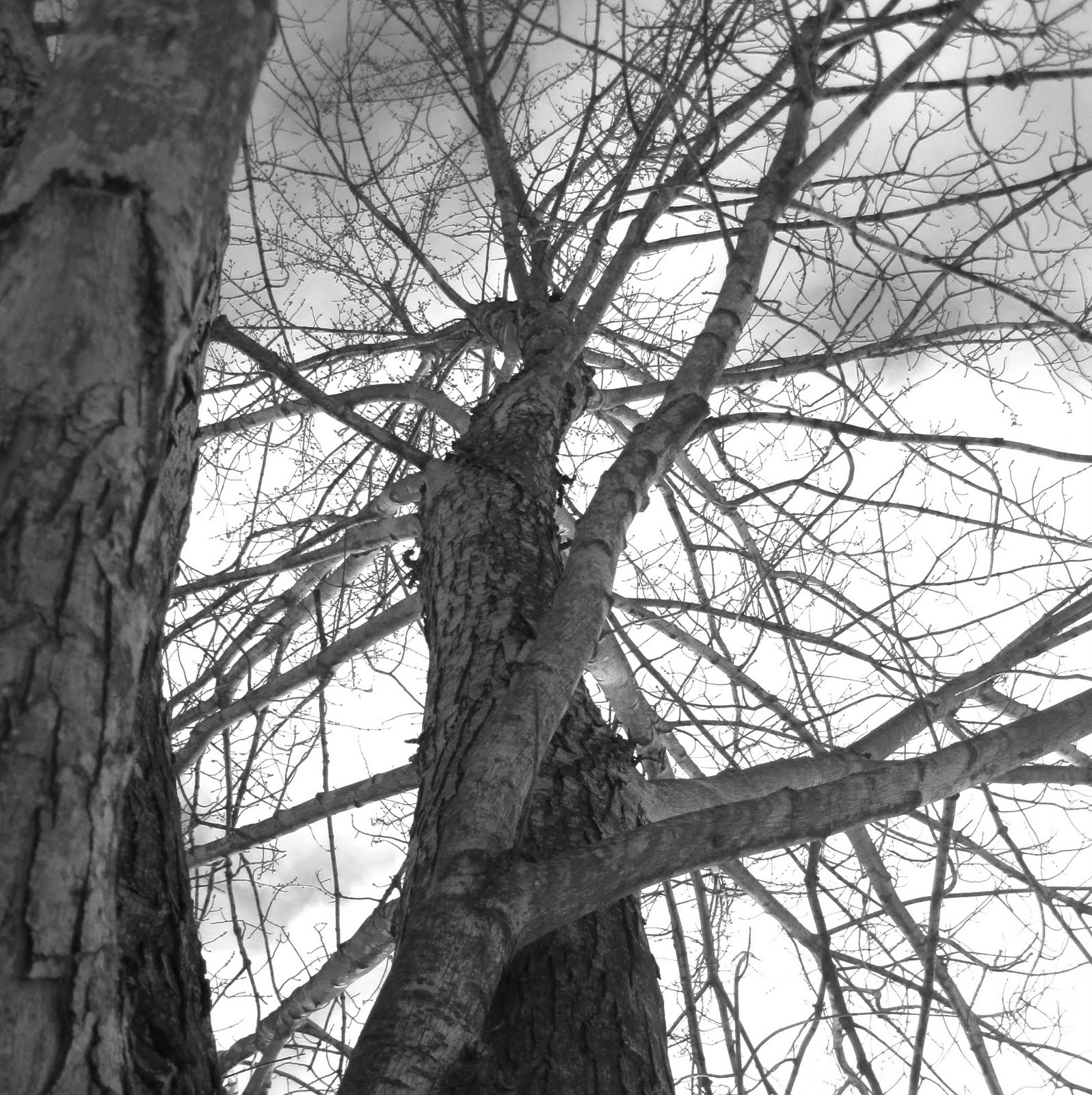 [tree+black+and+white+two.jpg]