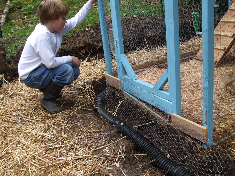 Alaskan Chickens Predator Proofing and Drainage
