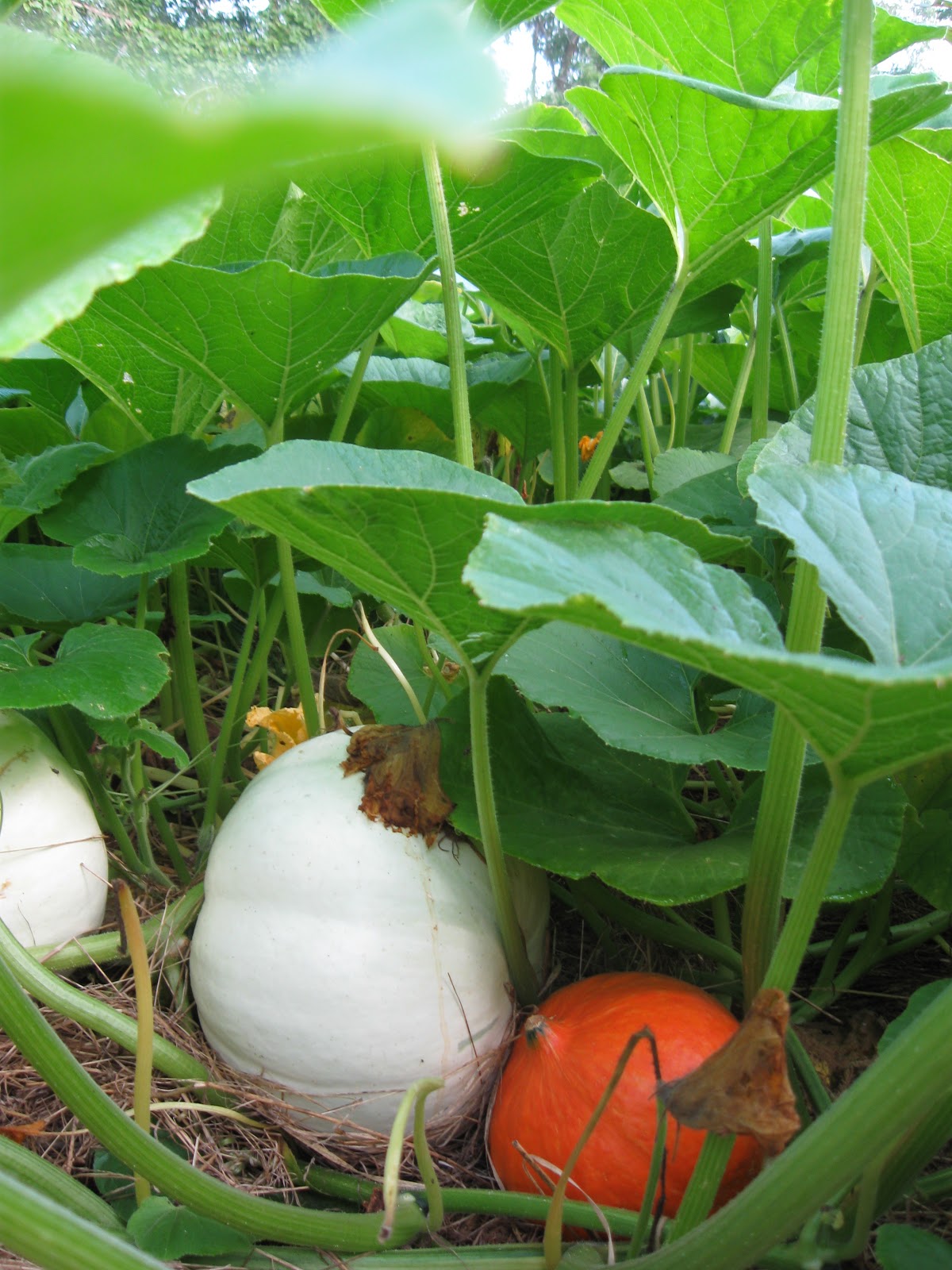 1000+ images about Melons & Squashes on Pinterest Winter melon