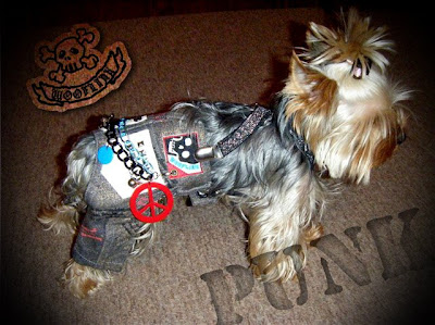 teacup yorkie clothing xx small teacup puppy clothes breeds picture teacup yorkie clothing xx small teacup puppy clothes breeds picture
