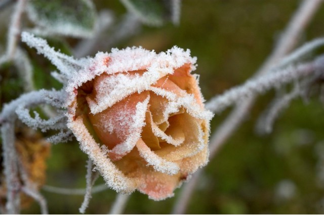 [Frozen+Rose+7.jpg]