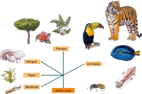 CARACTERISTICA COMUN SERES VIVO caracteristica comun seres vivo: