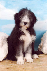 Tender als jonge hond