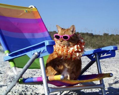 cat_beach_pictures.jpg
