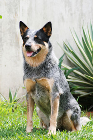 Australian+Cattle+Dog.jpg
