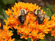 bumblebees on a butterfly weed