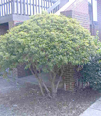 Garden Sense Evergreen Shrubs