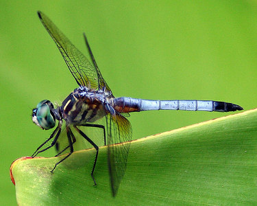 Blue+dragonflies+pictures