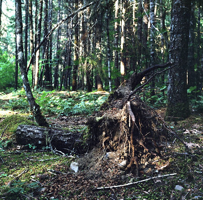 Non Coniferous