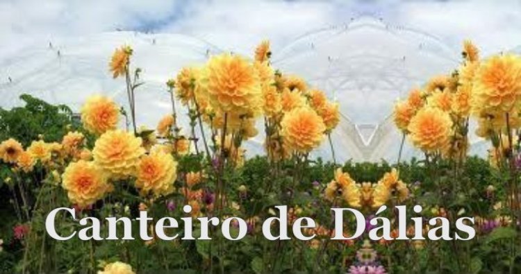 Canteiro de Dálias