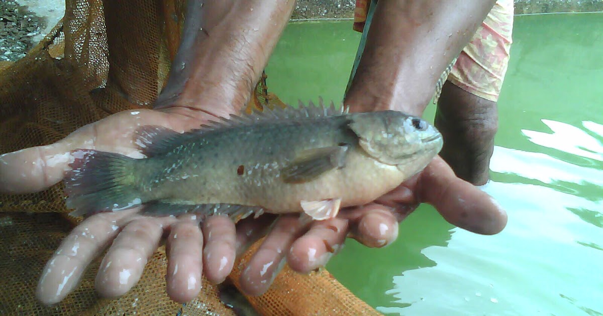 Agro Thai: Ikan Puyu