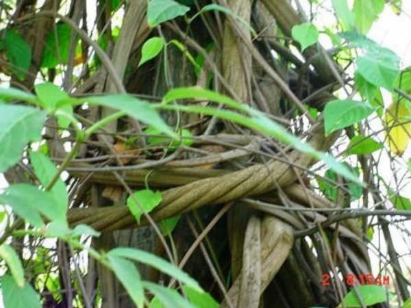 ayahuasca ritual y dietas