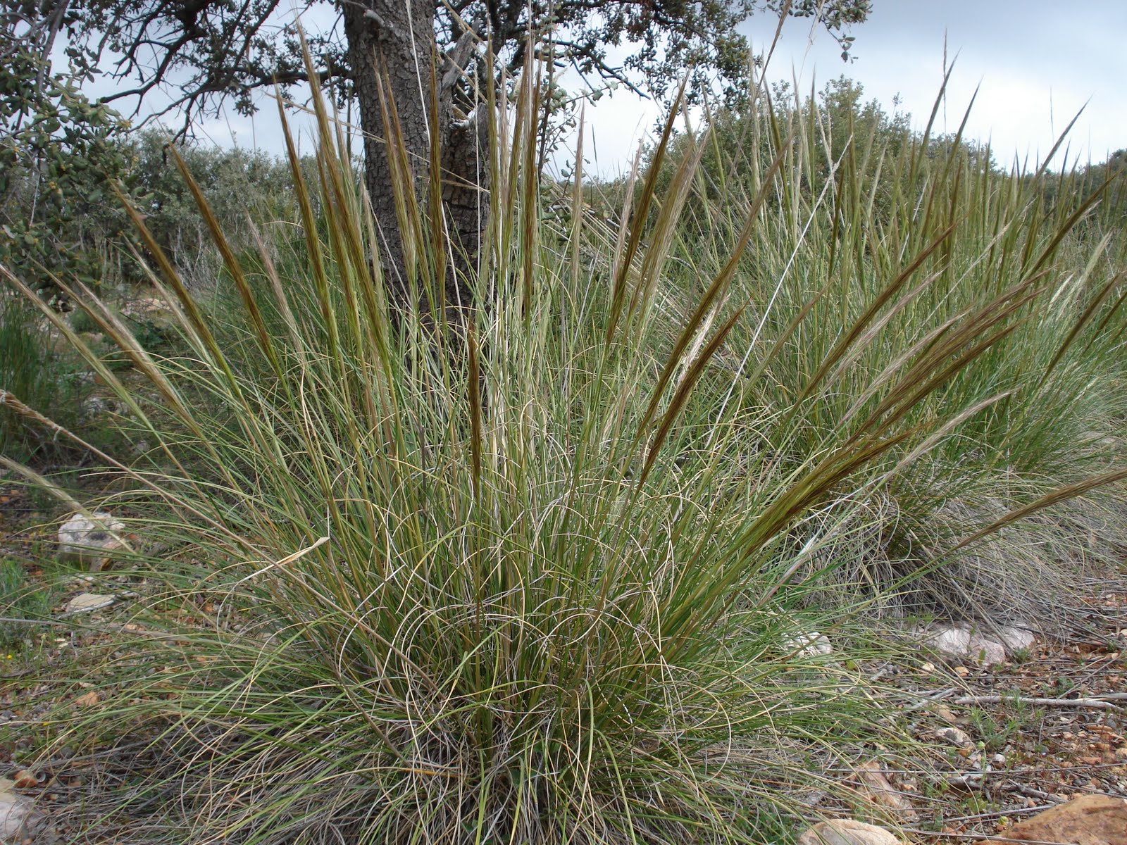 esparto Big basket, Basket weaving, Grass