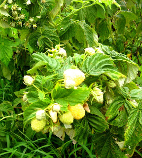 Golden raspberries