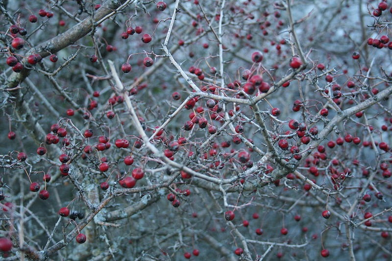 El laberinto de los tópicos "Los espinos", de Luis Cernuda