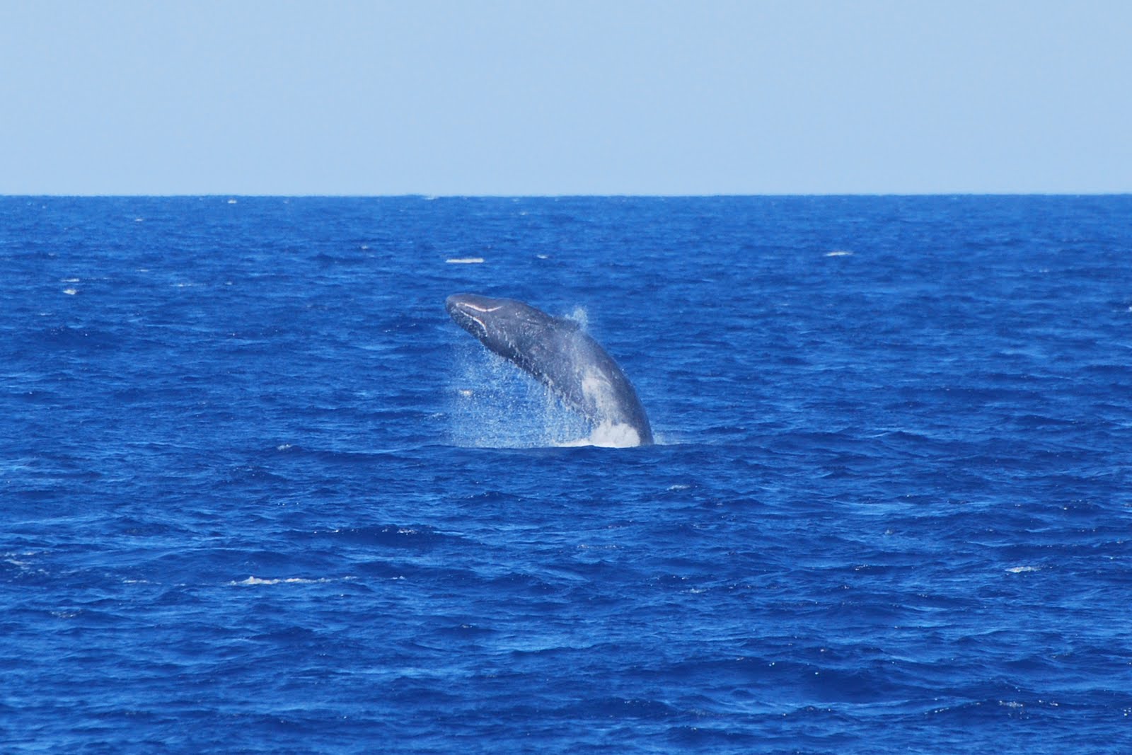 bryde whale