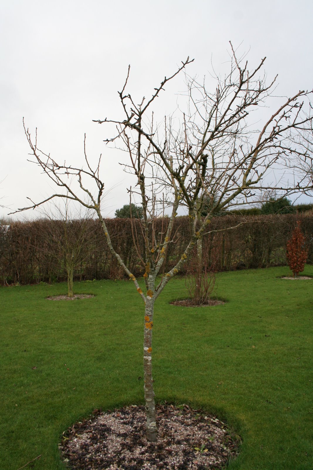 [20071229_999_5.JPG]