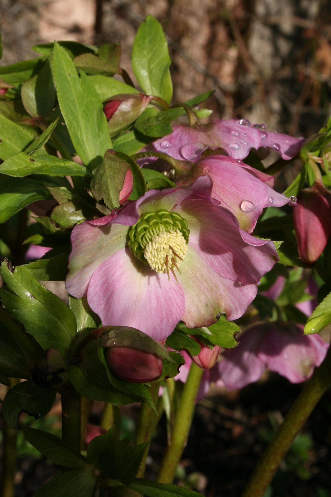 [20080202_999_1.JPG]