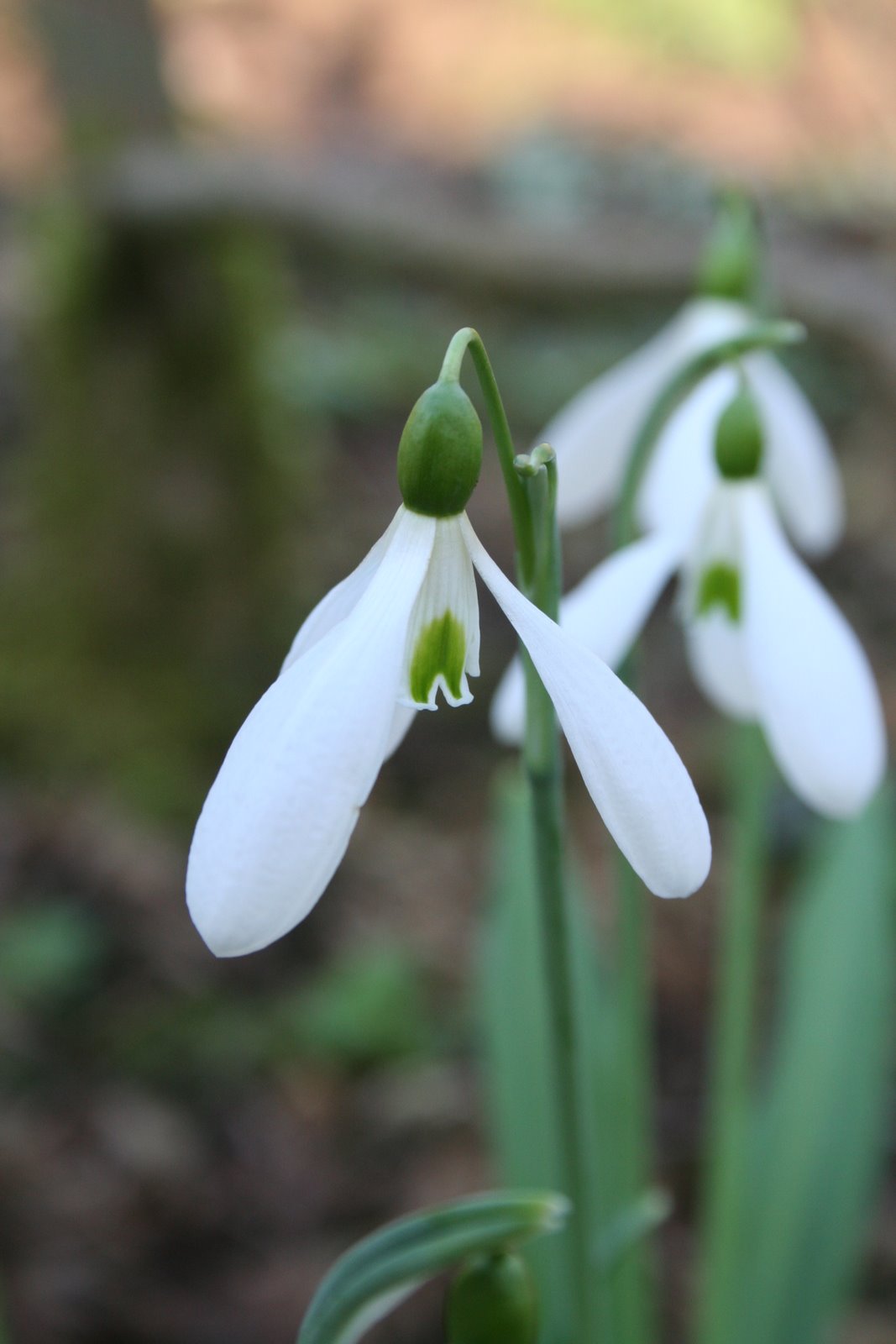 [20080210_999_13.JPG]