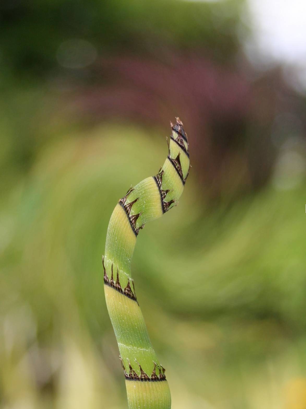 [20070515_909swirl.jpg]