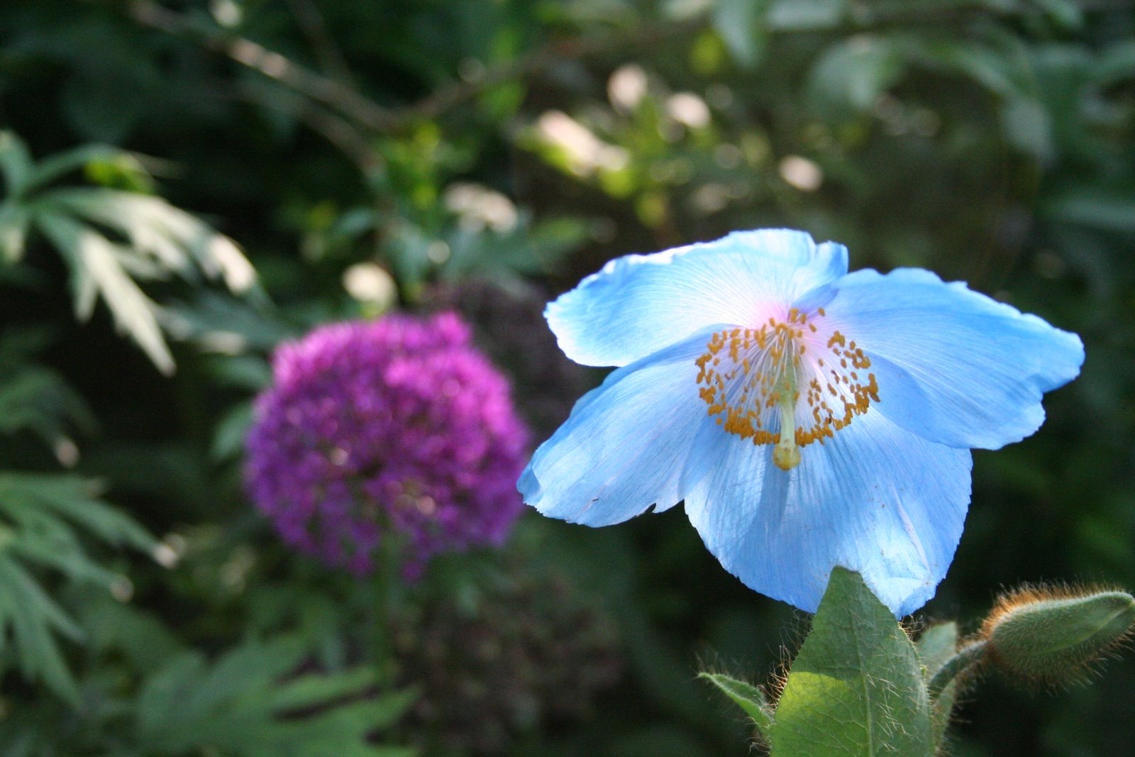 [20070609_999_20.JPG]