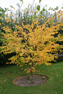 Candyfloss, Asters and apples
