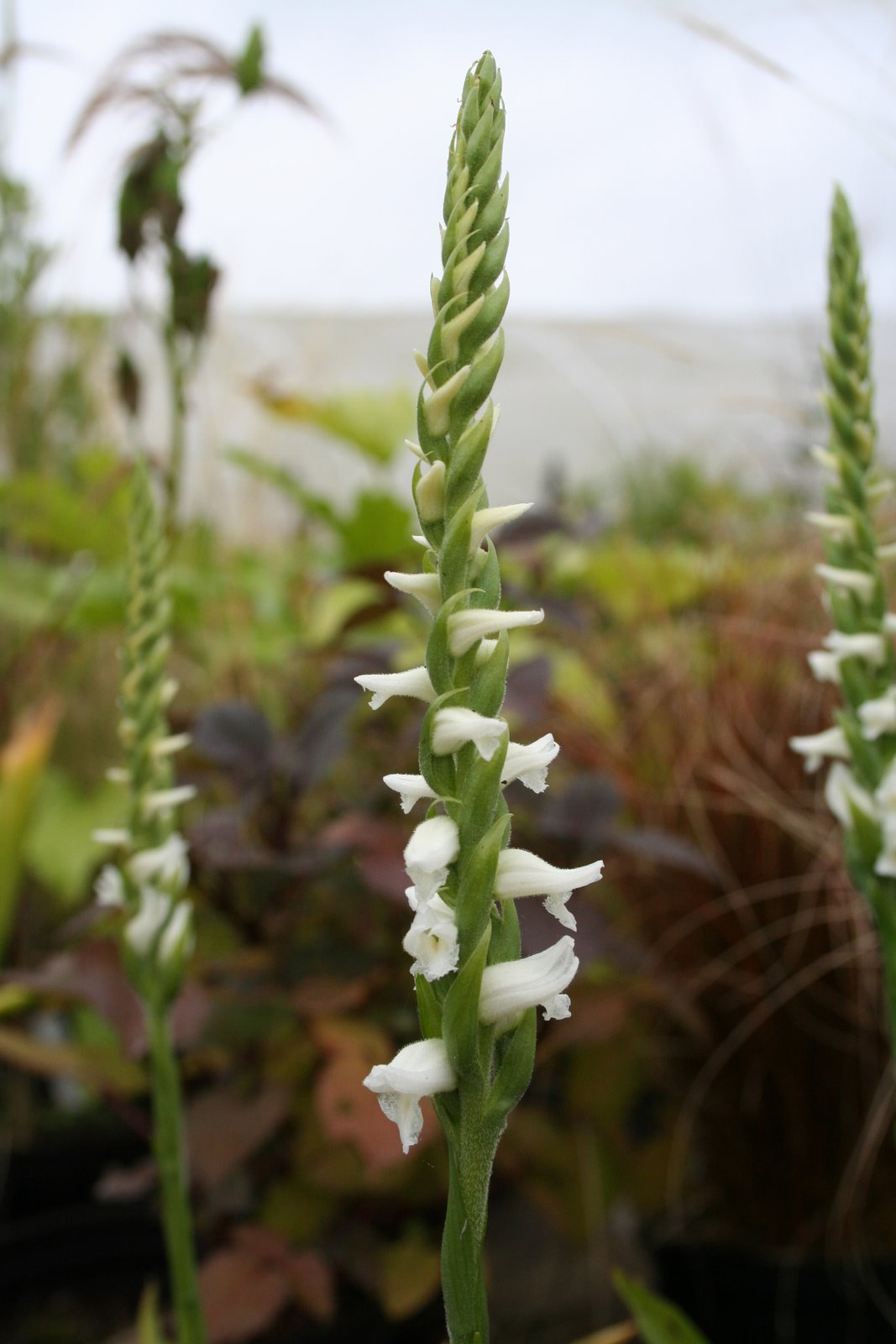 [20070923_999_5.JPG]