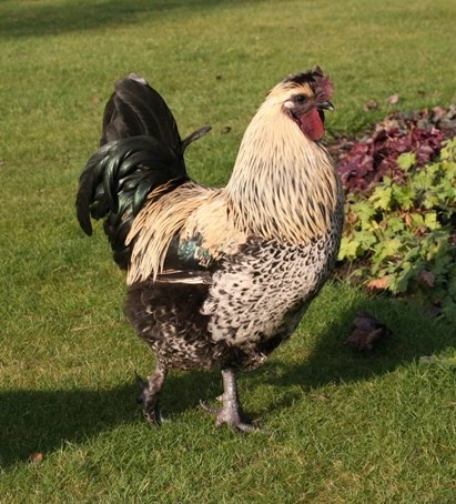 [creamcockerels.jpg]