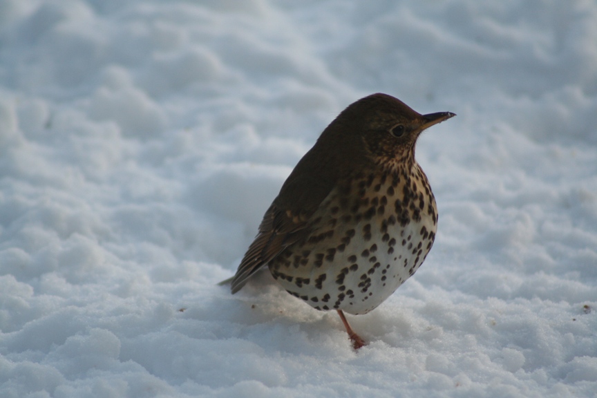 [songthrush_s.jpg]