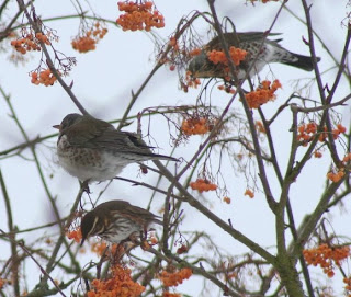 Berry bonanza for the birds.