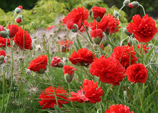 Poppies galore…