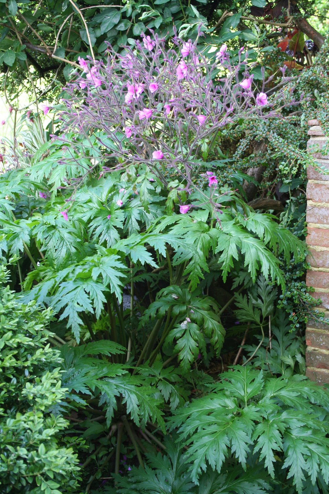 [Geranium+palmatum.jpg]