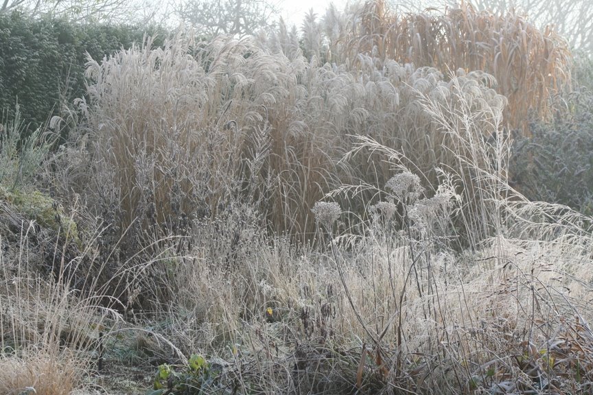 [stockbed+frost+web.jpg]