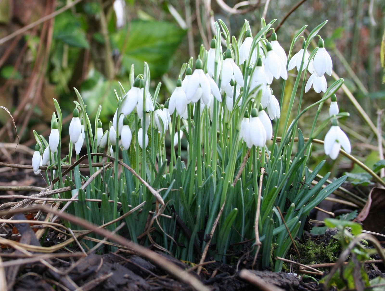 [snowdrops.jpg]