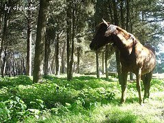 حصان من مدينة شحات